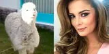 Laura Spoya pasó vergonzoso momento al querer acariciar una alpaca [VIDEO]