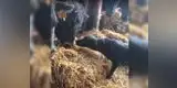  Facebook: perrito enternece las redes al lamer narices de vacas [VIDEO]
