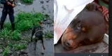 Serenos rescataron a un perro rottweiler que había caído al río Rímac [VIDEO]