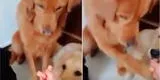 Facebook: perrita rechaza dos croquetas para dárselas a sus cachorros [VIDEO]