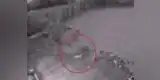 YouTube: gato fantasma genera diversas reacciones en redes sociales [VIDEO]