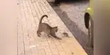 YouTube: ratón 'boxeador' pelea con gato y tienen un desenlace de película [VIDEO]