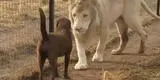 Facebook: león sorprende a miles con su actitud al ver que perro entra a su jaula [VIDEO]