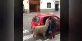 Facebook: alpaca peruana sorprende a todos al subir a taxi [VIDEO]