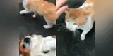 Instagram: perrito tuvo inesperada reacción al ver a su dueña intentando acariciar a un gato [VIDEO] 