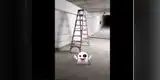 Twitter: escalera camina sola por sótano y causa terror [VIDEO]