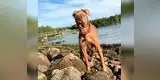 Perro con enfermedades vive feliz al lado de una familia que lo adoptó [VIDEO]