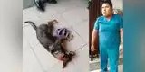 Facebook: veterinario se niega atender a perrito herido porque nadie le va a pagar [VIDEO]