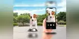 Smartphone: ¿Cómo aprovechar el celular para fotografiar a tu mascota?
