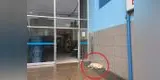 Perrito espera a su dueño muerto hace tres días afuera de hospital de Miraflores [FOTOS]