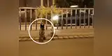 YouTube: perrito lleva esperando casi tres meses a su dueña en una carretera [VIDEO]