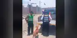 Facebook: perrita peruana conmueve a todos por amor incondicional a sus cachorros [VIDEO]