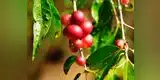 Nutrición: Beneficios del consumo de Camu Camu para la salud