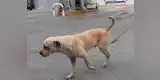 Youtube: valiente perrito  frustra asalto en una gasolinera (VIDEO)