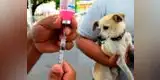 Facebook: alerta por falsos veterinarios que hacen campañas médicas en las calles [VIDEO]
