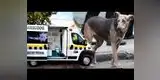 Facebook: perros de la calle ahora son atendidos gratis por ambulancia que patrulla las 24 horas [VIDEO]