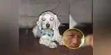 Hombre mató al perro de su vecina a golpes solo por haber ingresado a su casa [VIDEO]