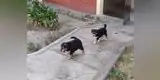 ¿“Perrovaca” habría tenido cachorros y no lo sabíamos?