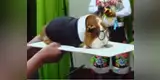 Cuy “José Domingo Pérez” sorprende en concurso y usuarios dicen “parecido es increíble” [VIDEO]