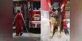Denuncian que extranjeros envenenaron a perros de los Bomberos para robar