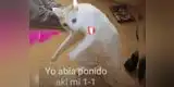 Perú vs. Brasil: Los divertidos memes tras la derrota de Perú en la Copa América 2019 [FOTOS]