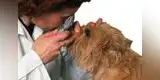 Mascotas: Conoce las enfermedades oculares más comunes en perros