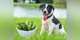 Mascotas: Los pepinos son buenos para mejorar la salud de los perros