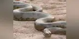 Aparece enorme anaconda en plena carretera de Brasil y causa pánico [VIDEO]