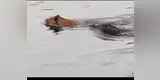 León evitar ser devorado por enorme cocodrilo con increíble salto dentro de lago [VIDEO]