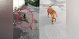 Perro callejero finge tener la pata rota para recibir comida de transeúntes [VIDEO]