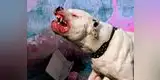 Joven es torturado con perro pitbull devorando su miembro viril en México [VIDEO]
