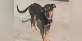 Perrito enternece redes sociales con reacción al ser alimentado [VIDEO]