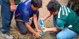 Rescatan caimanes que iban a ser sacrificados en el Vraem [VIDEO]