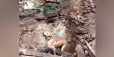 La desesperada lucha de una perrita para sacar a sus crías de los escombros [VIDEO]