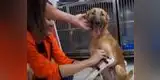 Perrito se emociona al volver a caminar gracias a prótesis [VIDEO]