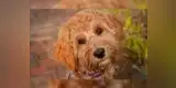 El creador del “Labradoodle” afirmó haber creado un “monstruo Frankenstein”