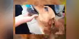 Callao: Vecinos de La Perla denuncian que serenos golpean y amenazan con envenenar perro [VIDEO]
