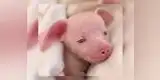 Piglet y su mensaje de superación e inclusión tras nacer sordo y ciego [VIDEO]
