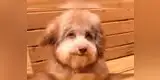 Nori: conoce al perro que cautivó las redes sociales con su aspecto humanoide [VIDEO]