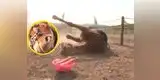Caballo finge su muerte para evitar que lo monten [VIDEO]