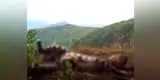 Graban a raro leopardo jugando como un tierno gatito [VIDEO]