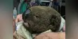 Estremecedor video de ‘koala quemado’ bebiendo agua tras incendio de Australia