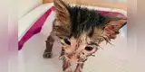 Gata bebé fue bañada con pegamento y hoy lucha por su vida [FOTOS] 