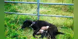 Irlanda: Perrita encadenada y en situación de abandono alimenta a sus cachorros [FOTOS]