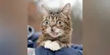 EE.UU: Murió Lil Bub, la gatita con enanismo que conquistó las redes sociales