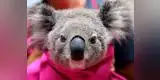 Más de 2 mil koalas murieron en los incendios forestales ocurridos en Australia 
