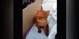 Rescatan a cría de puma pensando que era un pequeño felino [VIDEO]