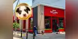 Denuncian que tienda de adopción en el Jockey Plaza lucra con la venta de animales [FOTOS]