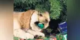 Aleja a tu mascota de los adornos navideños