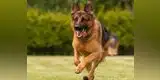 Portugal: Hombre descuartiza al perro de su ex por venganza
